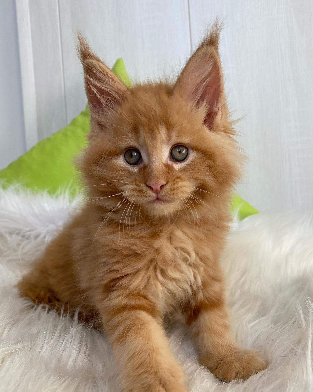 Maine Coons Kittens near me