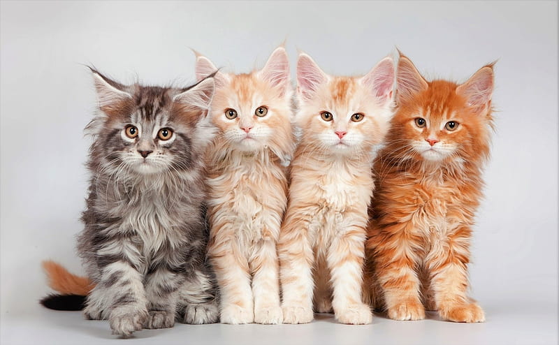 Maine Coon kittens for sale